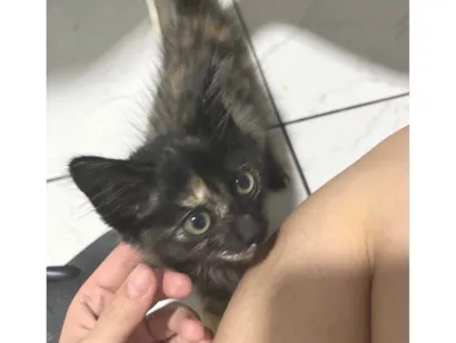 Gato raça SRD-ViraLata idade Abaixo de 2 meses nome Sem nome 