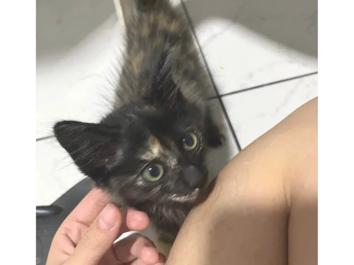 Gato ra a SRD-ViraLata idade Abaixo de 2 meses nome Sem nome 