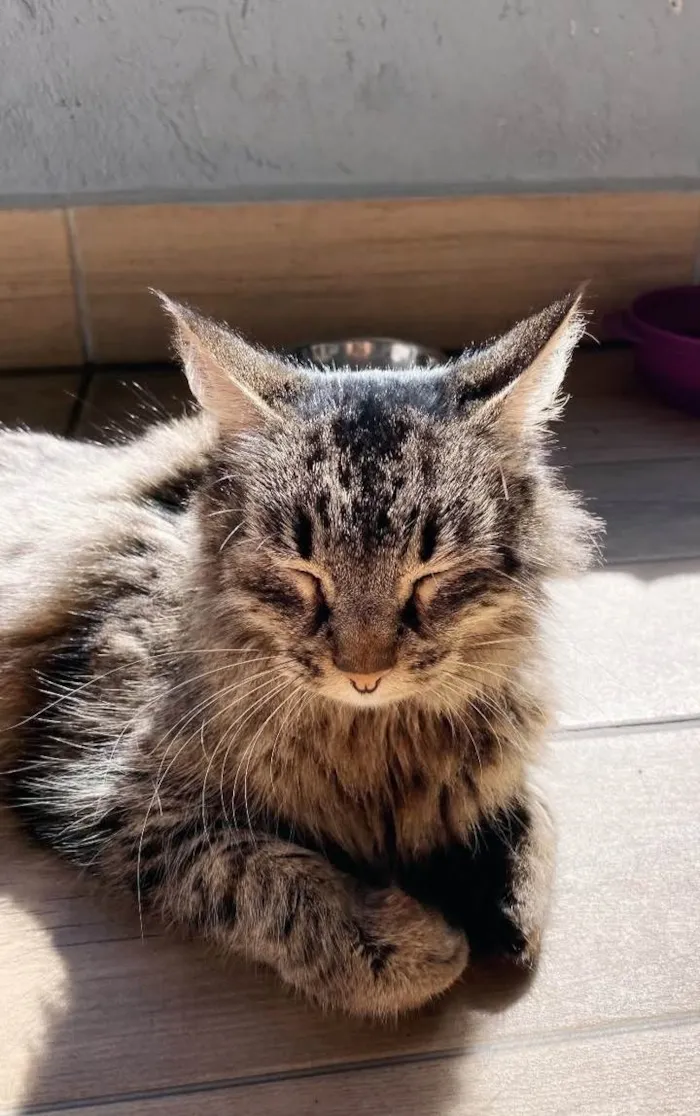 Gato ra a SRD-ViraLata idade 7 a 11 meses nome sem nome ainda