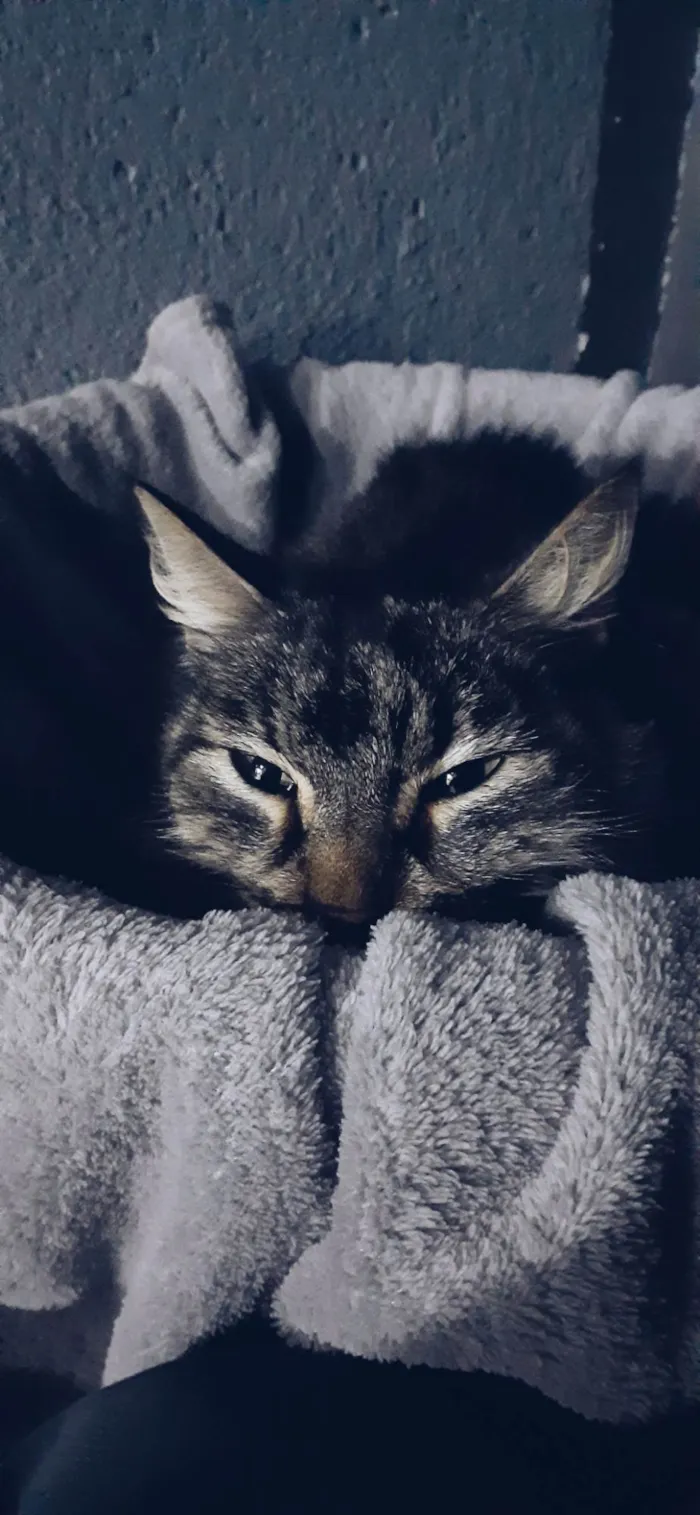 Gato ra a SRD-ViraLata idade 7 a 11 meses nome sem nome ainda