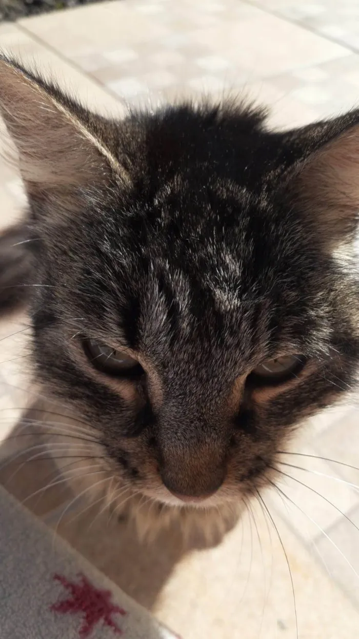 Gato ra a SRD-ViraLata idade 7 a 11 meses nome sem nome ainda
