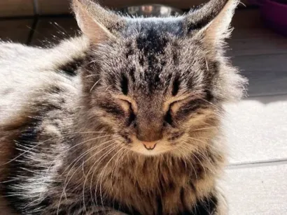 Gato raça SRD-ViraLata idade 7 a 11 meses nome sem nome ainda