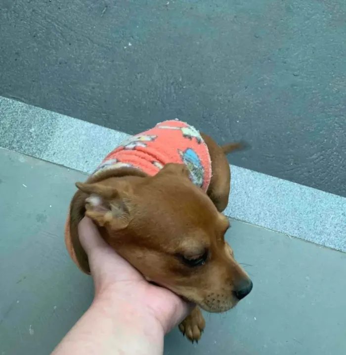 Cachorro ra a SRD-ViraLata idade 2 a 6 meses nome Lilo