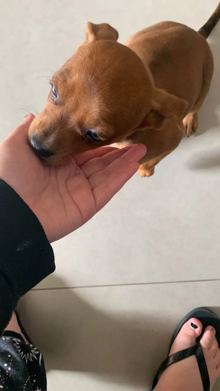 Cachorro ra a SRD-ViraLata idade 2 a 6 meses nome Lilo
