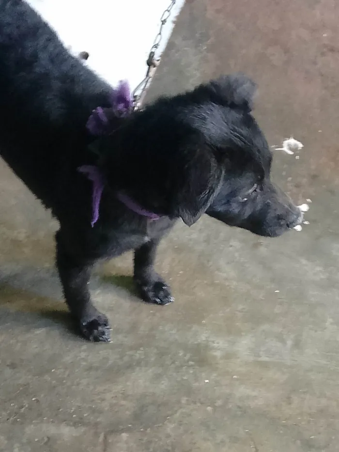 Cachorro ra a SRD-ViraLata idade 1 ano nome Pandora 