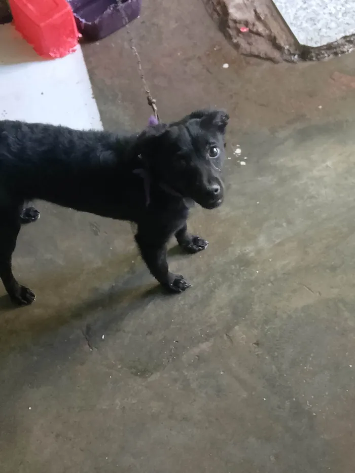 Cachorro ra a SRD-ViraLata idade 1 ano nome Pandora 
