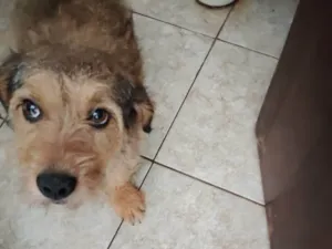 Cachorro raça SRD-ViraLata idade 4 anos nome Tchala