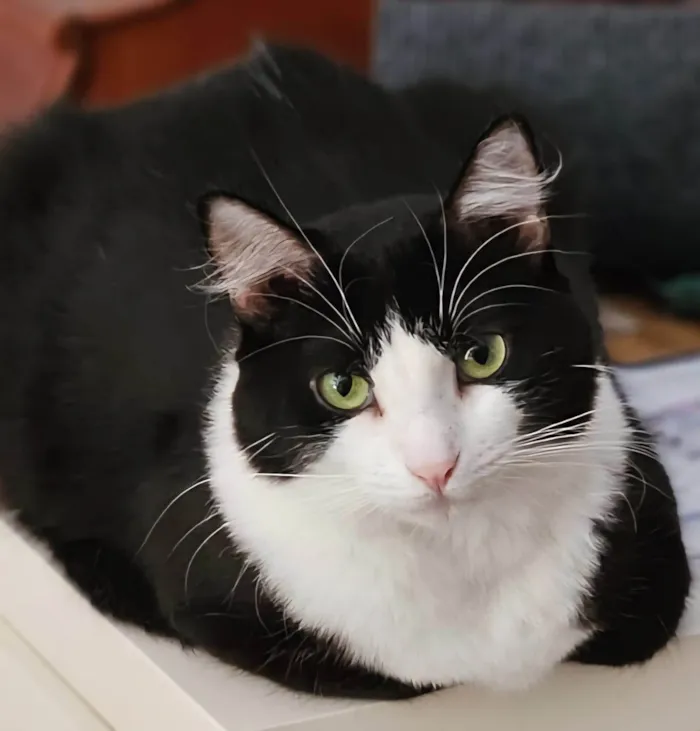 Gato ra a SRD-ViraLata idade 2 anos nome Melissa 
