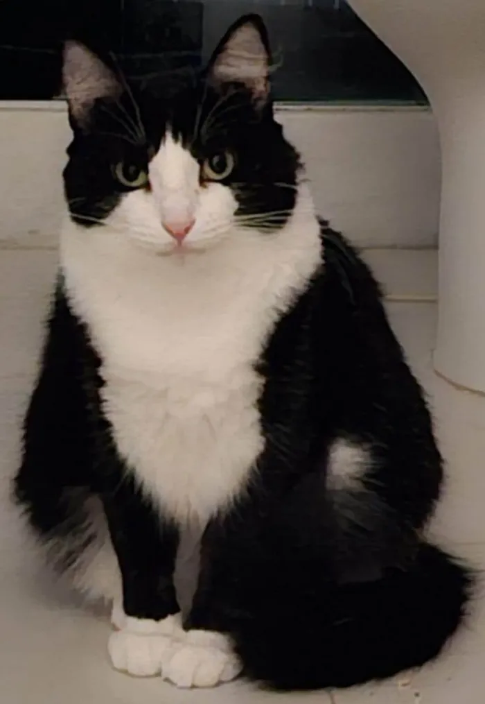 Gato ra a SRD-ViraLata idade 2 anos nome Melissa 