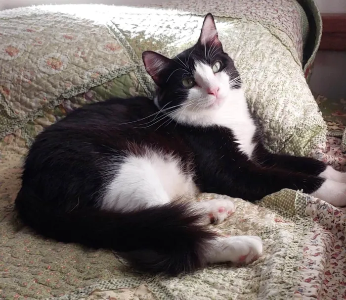 Gato ra a SRD-ViraLata idade 2 anos nome Melissa 