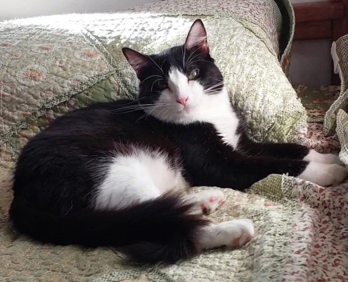 Gato ra a SRD-ViraLata idade 2 anos nome Melissa 