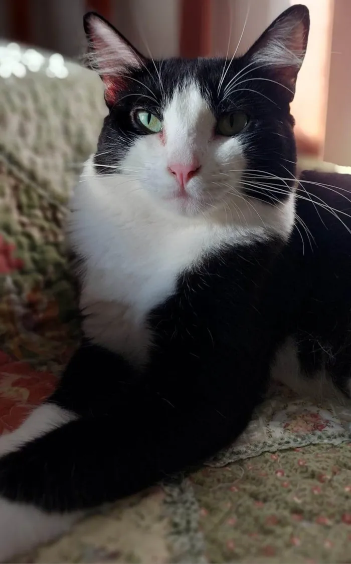 Gato ra a SRD-ViraLata idade 2 anos nome Melissa 