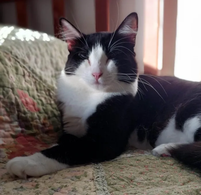 Gato ra a SRD-ViraLata idade 2 anos nome Melissa 