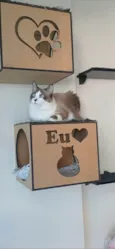 Cleo