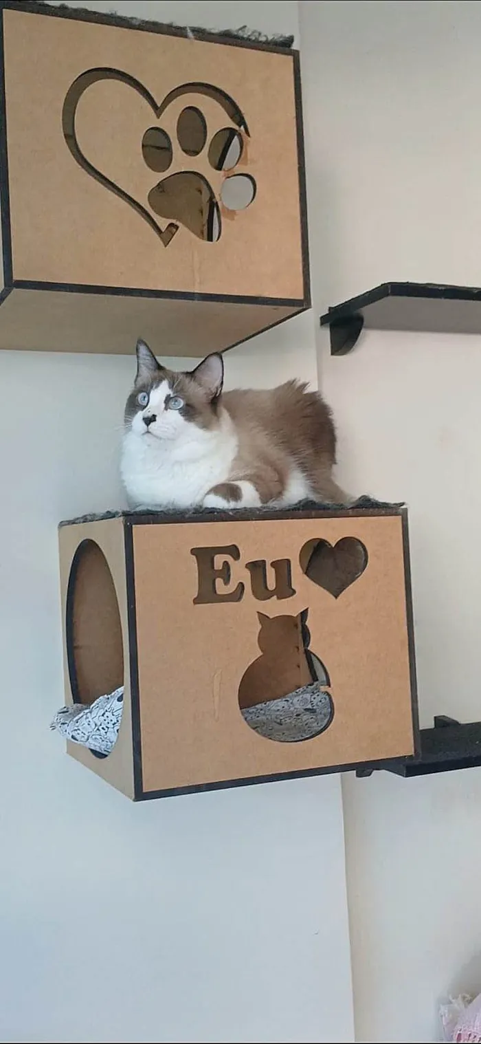 Gato ra a SRD-ViraLata idade 2 anos nome Cleo