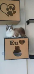 Cleo