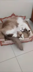 Cleo