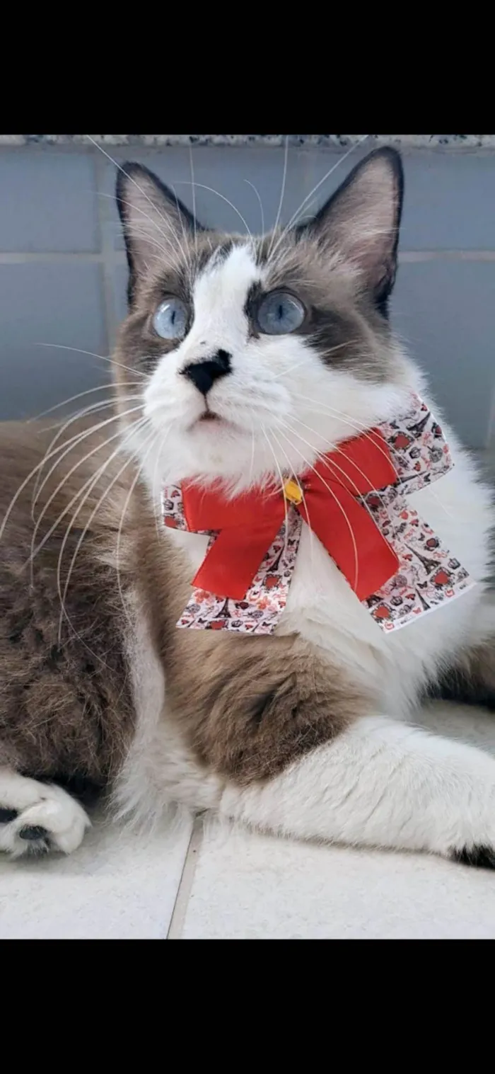 Gato ra a SRD-ViraLata idade 2 anos nome Cleo