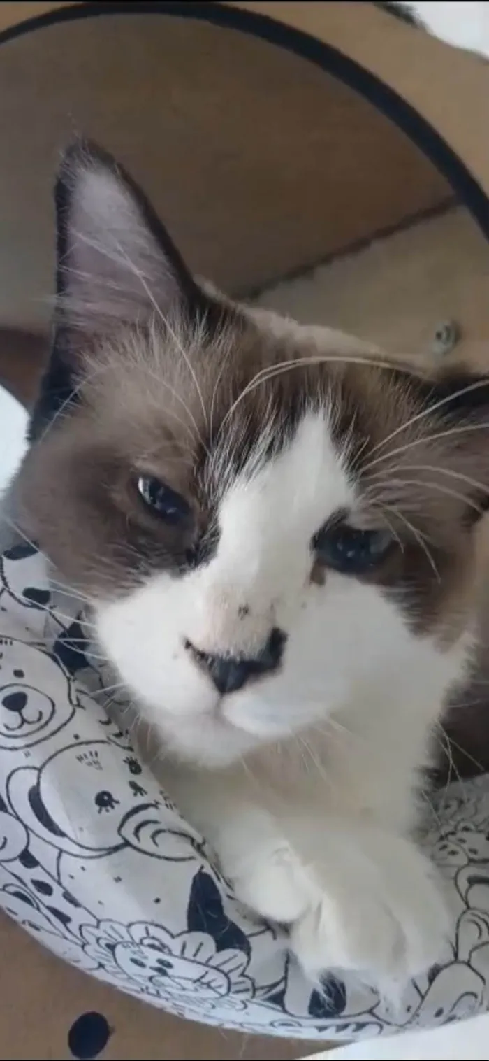 Gato ra a SRD-ViraLata idade 2 anos nome Cleo