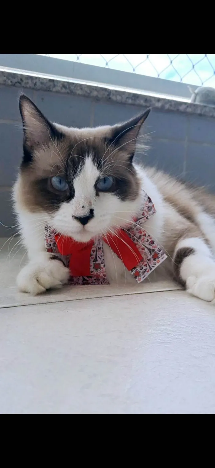 Gato ra a SRD-ViraLata idade 2 anos nome Cleo