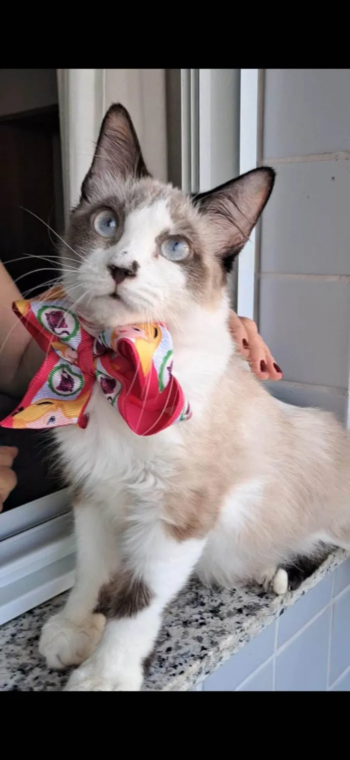 Gato ra a SRD-ViraLata idade 2 anos nome Cleo