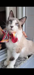 Cleo