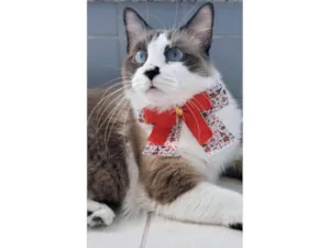 Gato raça SRD-ViraLata idade 2 anos nome Cleo