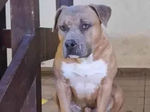 Cachorro raça Pit-Bull idade 4 anos nome Baby Shark 