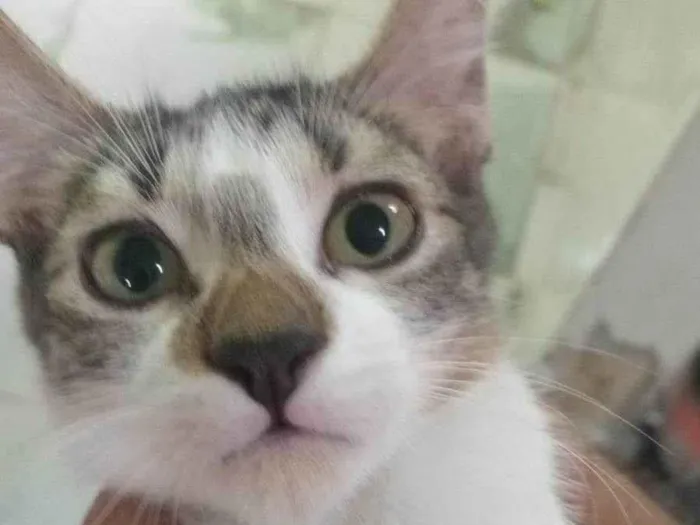 Gato ra a SRD-ViraLata idade 2 a 6 meses nome Solange 