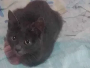 Gato raça Siamês idade 2 a 6 meses nome Francesa