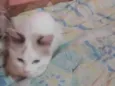 Bruninho 