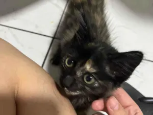 Gato raça SRD-ViraLata idade Abaixo de 2 meses nome Sem nome 