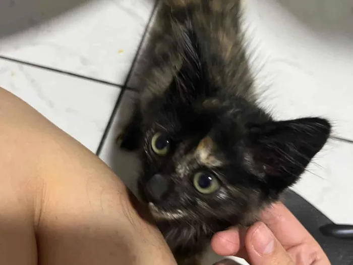 Gato ra a SRD-ViraLata idade Abaixo de 2 meses nome Sem nome 