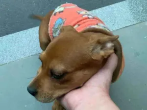 Cachorro raça SRD-ViraLata idade 2 a 6 meses nome Lilo