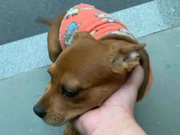 Cachorro ra a SRD-ViraLata idade 2 a 6 meses nome Lilo