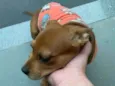 Lilo