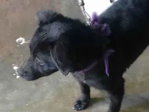Cachorro raça SRD-ViraLata idade 1 ano nome Pandora 
