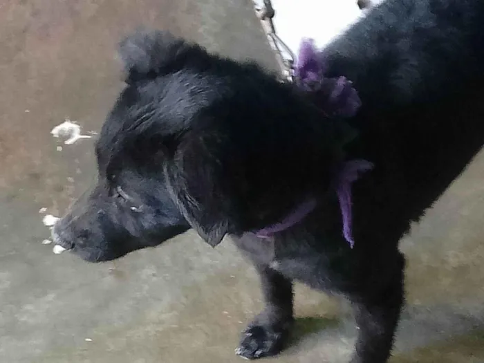 Cachorro ra a SRD-ViraLata idade 1 ano nome Pandora 