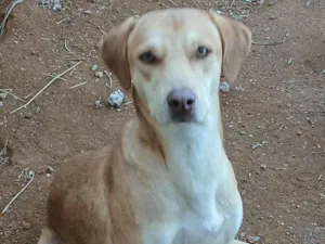 Cachorro raça SRD-ViraLata idade 2 a 6 meses nome Bill