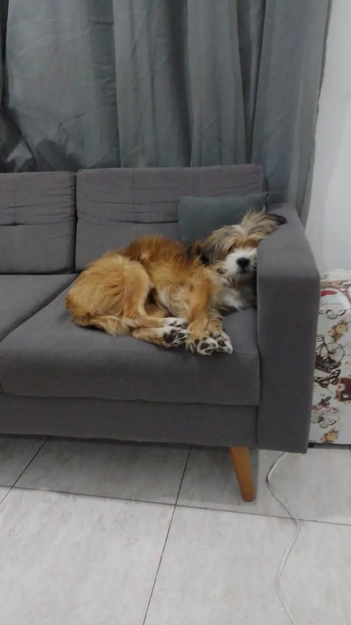 Cachorro ra a SRD-ViraLata idade 5 anos nome Mingau 