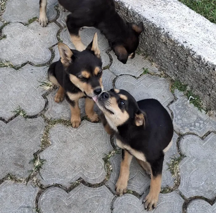 Cachorro ra a SRD-ViraLata idade 2 a 6 meses nome Sem nome