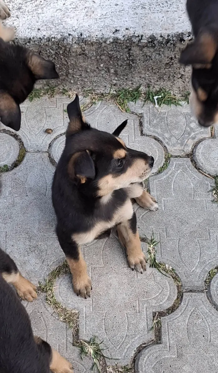 Cachorro ra a SRD-ViraLata idade 2 a 6 meses nome Sem nome