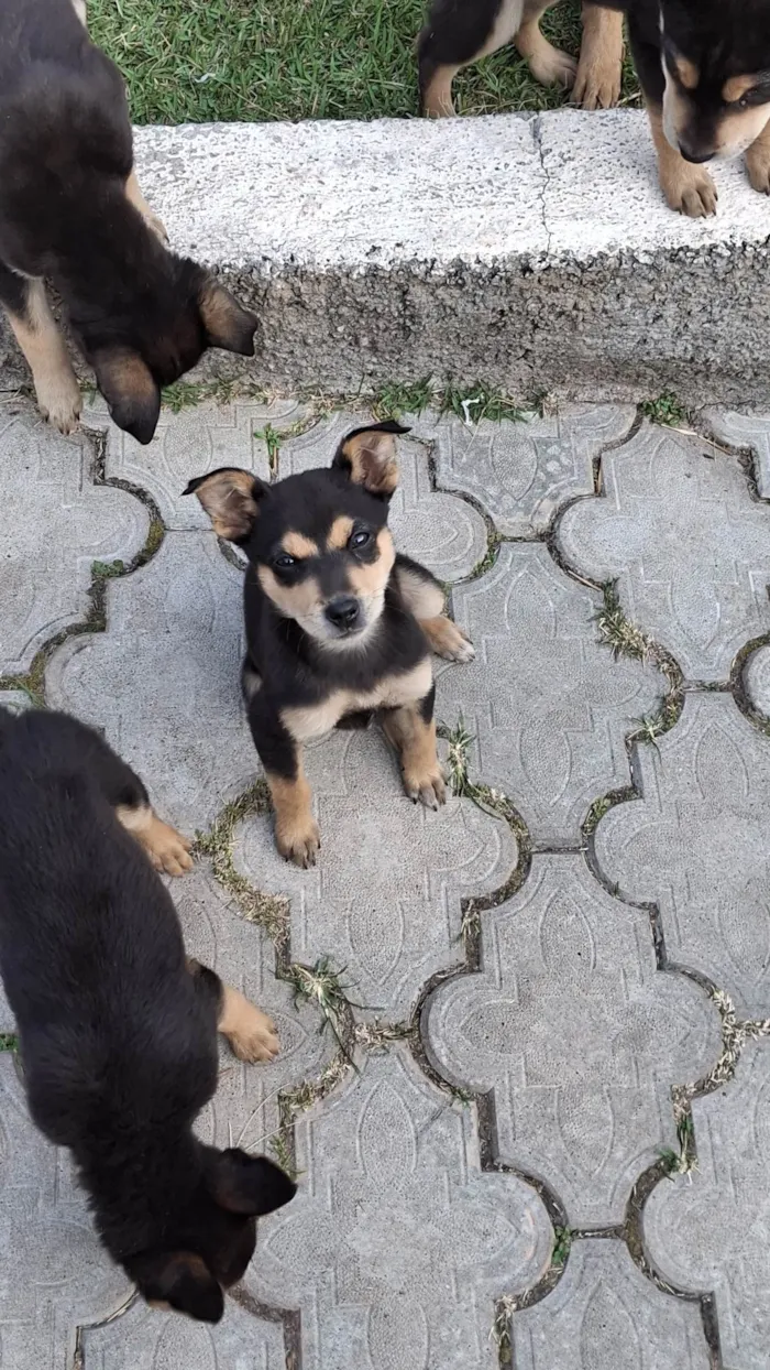 Cachorro ra a SRD-ViraLata idade 2 a 6 meses nome Sem nome