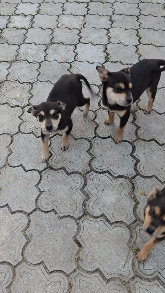 Cachorro ra a SRD-ViraLata idade 2 a 6 meses nome Sem nome