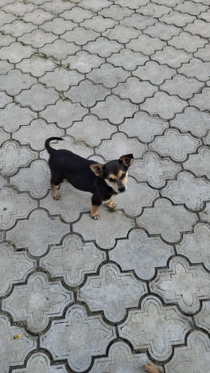 Cachorro ra a SRD-ViraLata idade 2 a 6 meses nome Sem nome
