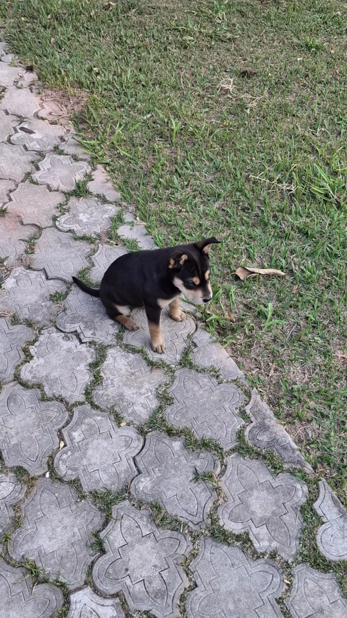 Cachorro ra a SRD-ViraLata idade 2 a 6 meses nome Sem nome