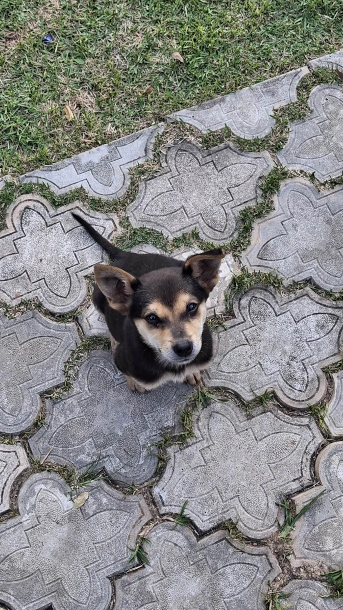 Cachorro ra a SRD-ViraLata idade 2 a 6 meses nome Sem nome