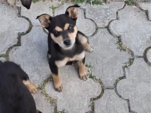 Cachorro raça SRD-ViraLata idade 2 a 6 meses nome Sem nome