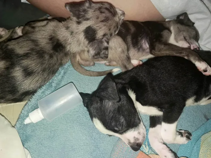 Cachorro ra a SRD-ViraLata idade Abaixo de 2 meses nome Pandorinha e Rajado