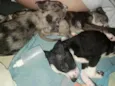 Pandorinha e Rajado